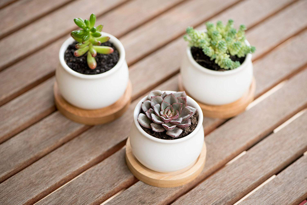 Mini Succulent Plants