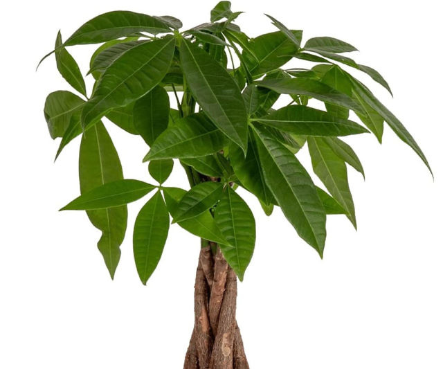 Money Tree