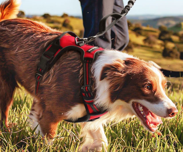 No-Pull Adjustable Dog Harness