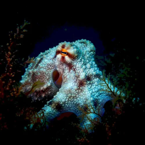 21 Oceanically-Awesome Octopus Gifts For People Obsessed With The Intelligent Sea Creature