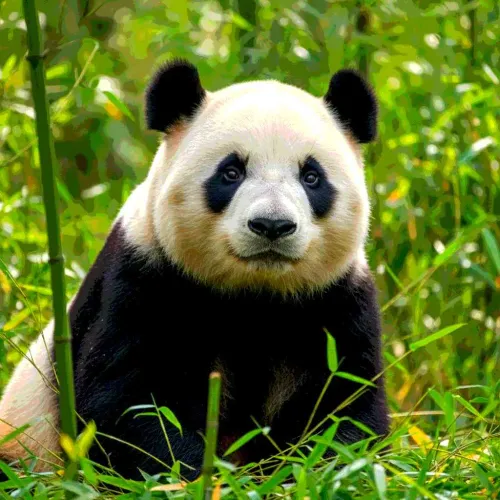 44 Panda Gifts For Anyone Who Just Loves Pandas