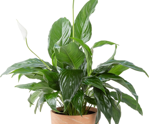 Peace Lily