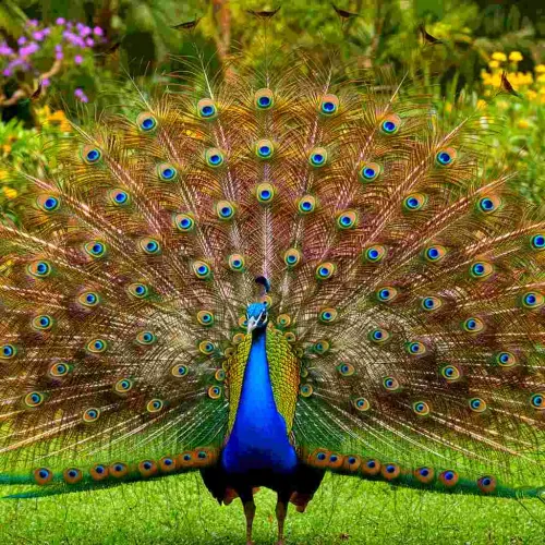 47 Visually Striking Peacock Gifts As Opulent And Exquisite As The Bird Themselves