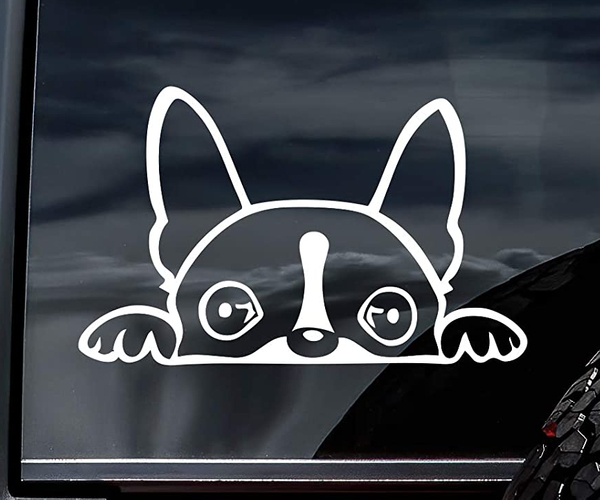 Peeking Boston Terrier Car Decal