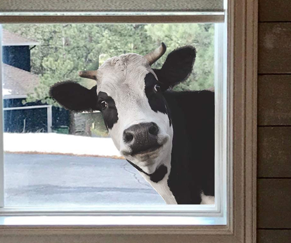 Peeping Cow Window Decal
