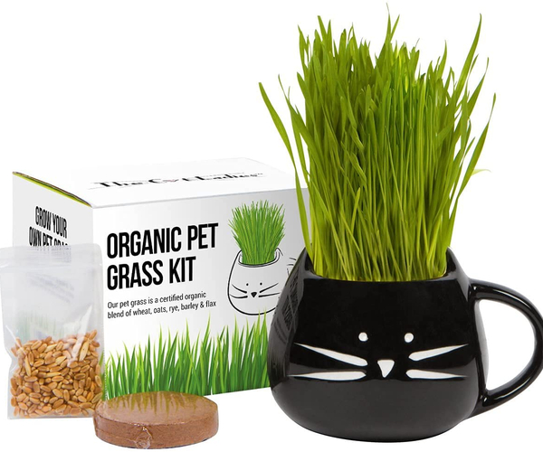 Pet Friendly Plant Growing Kit