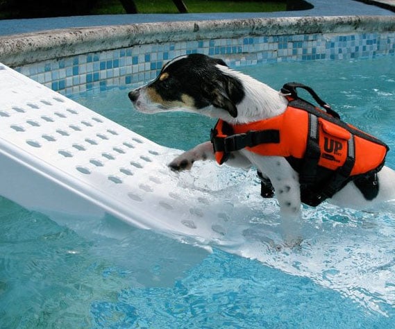 Pet Pool Escape Ramp