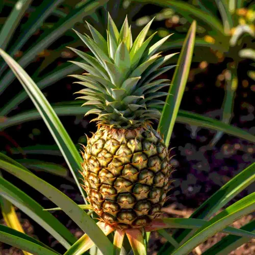 33 Unique Pineapple Gifts For Anyone Who Loves All Things Pineapple Themed