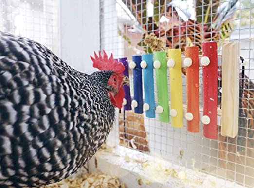 Playable Xylophone for Chickens