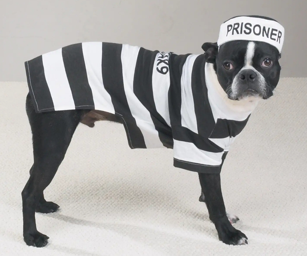 Prisoner Pet Costume