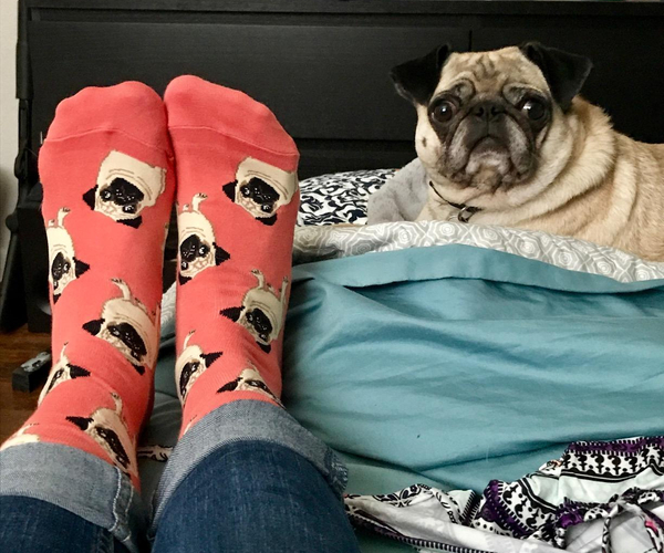 Pug Socks