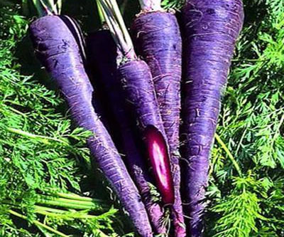 Purple Carrots