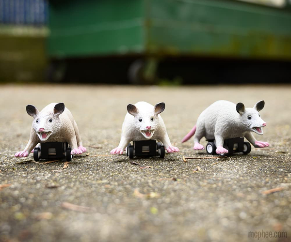 Racing Possums