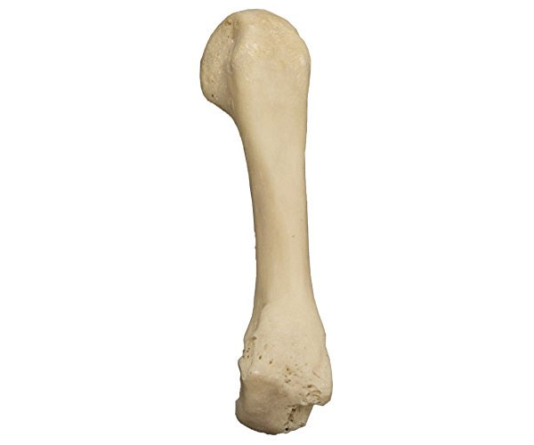 Real Human Bones