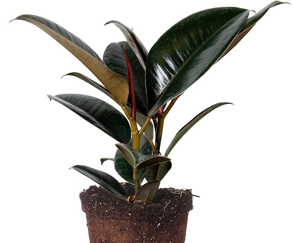 Rubber Tree Plant