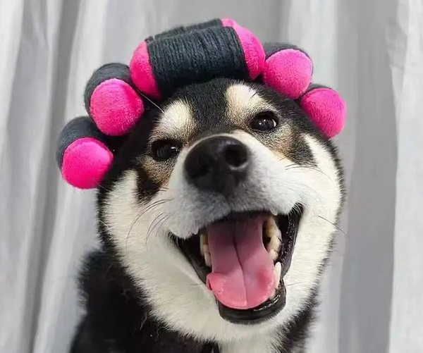 Ruff Morning Funny Dog wig