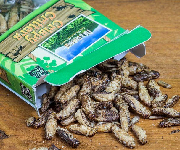 Salt And Vinegar Grasshoppers