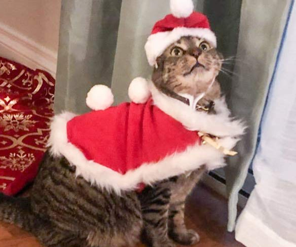 Santa Cat Costume