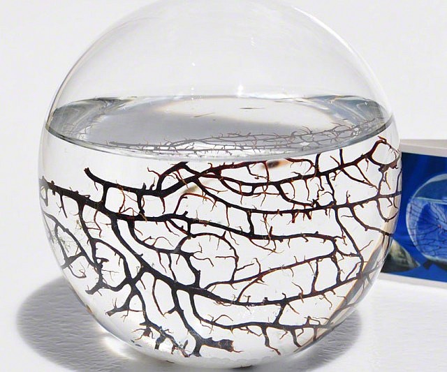 Self Sustaining Ecosphere
