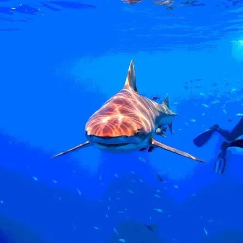 35 Amazing Shark Gifts For Anyone Who Just Loves Everything About Sharks