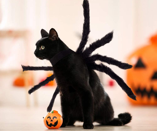 Spider Cat Costume