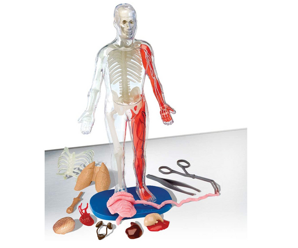 Squishy Human Body Toy