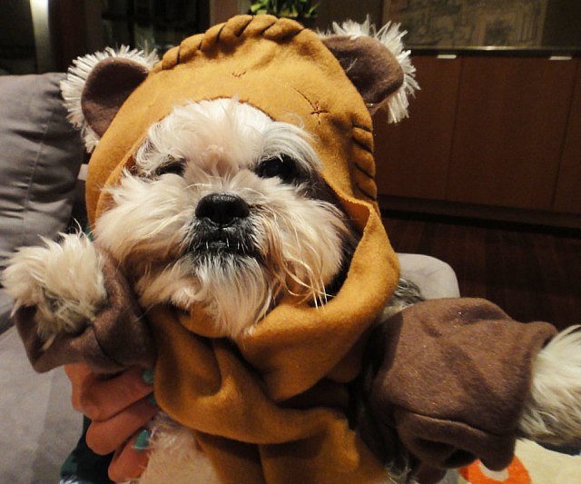 Star Wars Ewok Dog Costume
