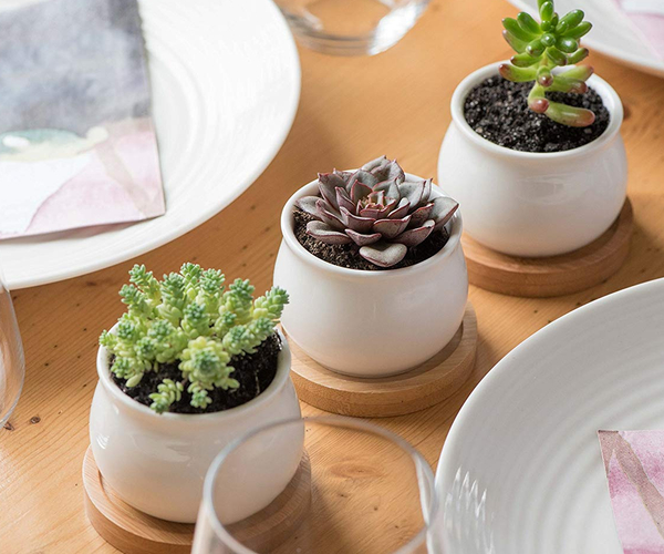 Succulent Planter Starter Set