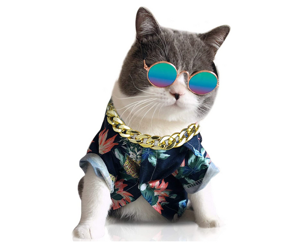 Too Cool for School Cat Costume
