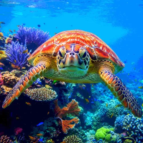 27 Wonderful Turtle Gifts Guaranteed To Make A Splash With Any Turtle Lover