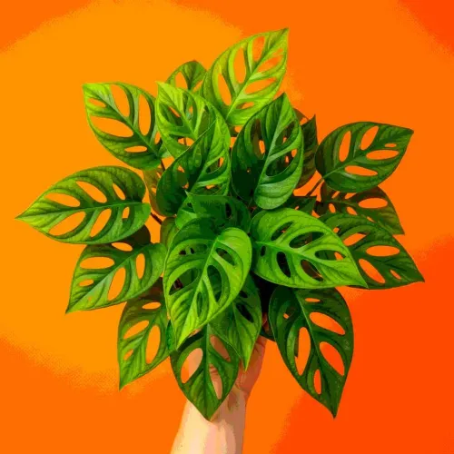 47 Wonderfully Unique Houseplants For People Who Just Really Love Weird Plants