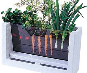 Viewable Root Garden